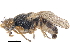  ( - CCDB-23515-D08)  @13 [ ] CreativeCommons - Attribution (2015) CBG Photography Group Centre for Biodiversity Genomics