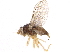  ( - CCDB-23515-E05)  @14 [ ] CreativeCommons - Attribution (2015) CBG Photography Group Centre for Biodiversity Genomics