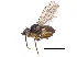  ( - CCDB-23515-E12)  @15 [ ] CreativeCommons - Attribution (2015) CBG Photography Group Centre for Biodiversity Genomics