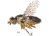  (Mepachymerini - CCDB-23515-G03)  @15 [ ] CreativeCommons - Attribution (2015) CBG Photography Group Centre for Biodiversity Genomics
