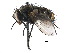  ( - CCDB-23516-A01)  @14 [ ] CreativeCommons - Attribution (2015) CBG Photography Group Centre for Biodiversity Genomics