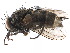  ( - CCDB-23516-A02)  @14 [ ] CreativeCommons - Attribution (2015) CBG Photography Group Centre for Biodiversity Genomics