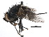  ( - CCDB-23516-A04)  @12 [ ] CreativeCommons - Attribution (2015) CBG Photography Group Centre for Biodiversity Genomics
