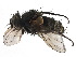  (Lixophaga unicolor - CCDB-23516-A07)  @15 [ ] CreativeCommons - Attribution (2015) CBG Photography Group Centre for Biodiversity Genomics