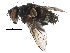  ( - CCDB-23516-A08)  @13 [ ] CreativeCommons - Attribution (2015) CBG Photography Group Centre for Biodiversity Genomics