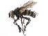  ( - CCDB-23516-A10)  @13 [ ] CreativeCommons - Attribution (2015) CBG Photography Group Centre for Biodiversity Genomics