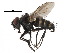  ( - CCDB-23516-B02)  @13 [ ] CreativeCommons - Attribution (2015) CBG Photography Group Centre for Biodiversity Genomics