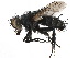  (Meleterus - CCDB-23516-B04)  @11 [ ] CreativeCommons - Attribution (2015) CBG Photography Group Centre for Biodiversity Genomics