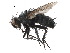  ( - CCDB-23516-B06)  @11 [ ] CreativeCommons - Attribution (2015) CBG Photography Group Centre for Biodiversity Genomics