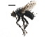  (Muscopteryx - CCDB-23516-B12)  @14 [ ] CreativeCommons - Attribution (2015) CBG Photography Group Centre for Biodiversity Genomics