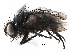 (Periscepsia - CCDB-23516-E11)  @16 [ ] CreativeCommons - Attribution (2015) CBG Photography Group Centre for Biodiversity Genomics