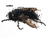  ( - CCDB-23516-F01)  @12 [ ] CreativeCommons - Attribution (2015) CBG Photography Group Centre for Biodiversity Genomics