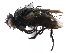  ( - CCDB-23516-F02)  @11 [ ] CreativeCommons - Attribution (2015) CBG Photography Group Centre for Biodiversity Genomics