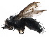  ( - CCDB-23516-F05)  @15 [ ] CreativeCommons - Attribution (2015) CBG Photography Group Centre for Biodiversity Genomics