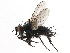  ( - CCDB-23516-F10)  @11 [ ] CreativeCommons - Attribution (2015) CBG Photography Group Centre for Biodiversity Genomics