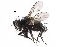  ( - CCDB-23516-F11)  @11 [ ] CreativeCommons - Attribution (2015) CBG Photography Group Centre for Biodiversity Genomics