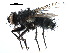  (Phebellia trichiosomae - CCDB-23516-G05)  @14 [ ] CreativeCommons - Attribution (2015) CBG Photography Group Centre for Biodiversity Genomics