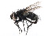  ( - CCDB-23516-G07)  @14 [ ] CreativeCommons - Attribution (2015) CBG Photography Group Centre for Biodiversity Genomics