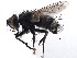  ( - CCDB-23516-G10)  @14 [ ] CreativeCommons - Attribution (2015) CBG Photography Group Centre for Biodiversity Genomics