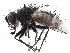  ( - CCDB-23516-H01)  @11 [ ] CreativeCommons - Attribution (2015) CBG Photography Group Centre for Biodiversity Genomics