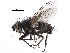  ( - CCDB-23516-H02)  @11 [ ] CreativeCommons - Attribution (2015) CBG Photography Group Centre for Biodiversity Genomics