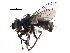  ( - CCDB-23516-H03)  @11 [ ] CreativeCommons - Attribution (2015) CBG Photography Group Centre for Biodiversity Genomics