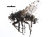  ( - CCDB-23516-H04)  @11 [ ] CreativeCommons - Attribution (2015) CBG Photography Group Centre for Biodiversity Genomics
