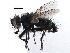  (Phorocera slossonae - CCDB-23516-H07)  @14 [ ] CreativeCommons - Attribution (2015) CBG Photography Group Centre for Biodiversity Genomics