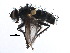  ( - CCDB-23516-H09)  @11 [ ] CreativeCommons - Attribution (2015) CBG Photography Group Centre for Biodiversity Genomics