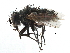  ( - CCDB-23517-B07)  @14 [ ] CreativeCommons - Attribution (2015) CBG Photography Group Centre for Biodiversity Genomics