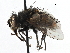 ( - CCDB-23517-B09)  @15 [ ] CreativeCommons - Attribution (2015) CBG Photography Group Centre for Biodiversity Genomics