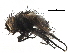  ( - CCDB-23517-B10)  @14 [ ] CreativeCommons - Attribution (2015) CBG Photography Group Centre for Biodiversity Genomics