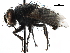  ( - CCDB-23517-B11)  @11 [ ] CreativeCommons - Attribution (2015) CBG Photography Group Centre for Biodiversity Genomics