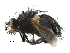  (Tachina algens - CCDB-23517-C09)  @15 [ ] CreativeCommons - Attribution (2015) CBG Photography Group Centre for Biodiversity Genomics