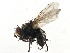  ( - CCDB-23517-D03)  @11 [ ] CreativeCommons - Attribution (2015) CBG Photography Group Centre for Biodiversity Genomics