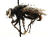  ( - CCDB-23517-D05)  @11 [ ] CreativeCommons - Attribution (2015) CBG Photography Group Centre for Biodiversity Genomics