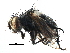  ( - CCDB-23517-D08)  @11 [ ] CreativeCommons - Attribution (2015) CBG Photography Group Centre for Biodiversity Genomics