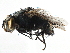  ( - CCDB-23517-D09)  @11 [ ] CreativeCommons - Attribution (2015) CBG Photography Group Centre for Biodiversity Genomics