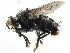  ( - CCDB-23517-D10)  @11 [ ] CreativeCommons - Attribution (2015) CBG Photography Group Centre for Biodiversity Genomics