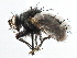  ( - CCDB-23517-D11)  @11 [ ] CreativeCommons - Attribution (2015) CBG Photography Group Centre for Biodiversity Genomics