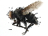  ( - CCDB-23517-E09)  @14 [ ] CreativeCommons - Attribution (2015) CBG Photography Group Centre for Biodiversity Genomics