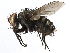  ( - CCDB-23517-F10)  @11 [ ] CreativeCommons - Attribution (2015) CBG Photography Group Centre for Biodiversity Genomics