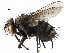  ( - CCDB-23517-F11)  @11 [ ] CreativeCommons - Attribution (2015) CBG Photography Group Centre for Biodiversity Genomics