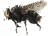  ( - CCDB-23517-F12)  @11 [ ] CreativeCommons - Attribution (2015) CBG Photography Group Centre for Biodiversity Genomics