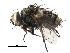  ( - CCDB-23517-G01)  @11 [ ] CreativeCommons - Attribution (2015) CBG Photography Group Centre for Biodiversity Genomics