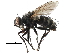  (Vibrissina leibyi - CCDB-23517-G02)  @11 [ ] CreativeCommons - Attribution (2015) CBG Photography Group Centre for Biodiversity Genomics