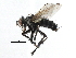  ( - CCDB-23517-G03)  @11 [ ] CreativeCommons - Attribution (2015) CBG Photography Group Centre for Biodiversity Genomics