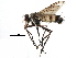 ( - CCDB-23517-G12)  @11 [ ] CreativeCommons - Attribution (2015) CBG Photography Group Centre for Biodiversity Genomics