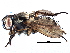  (Eustalomyia - CCDB-23518-A04)  @15 [ ] CreativeCommons - Attribution (2015) CBG Photography Group Centre for Biodiversity Genomics