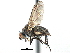  ( - CCDB-23518-A09)  @14 [ ] CreativeCommons - Attribution (2015) CBG Photography Group Centre for Biodiversity Genomics